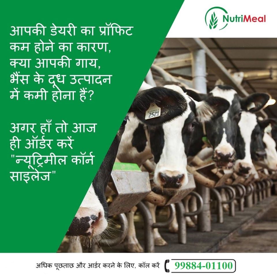 Patanjali Silage